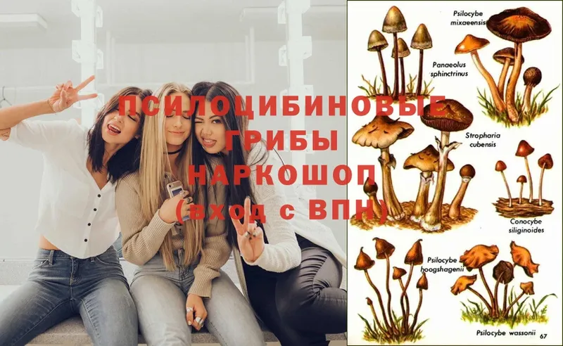 Псилоцибиновые грибы Psilocybe  Володарск 